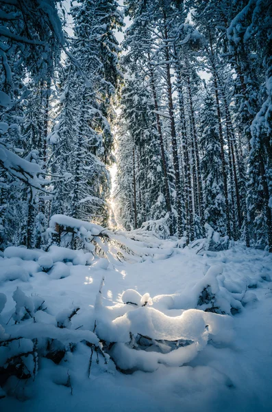 Зимовий сніг вкривав дерева. Зимова країна чудес — стокове фото
