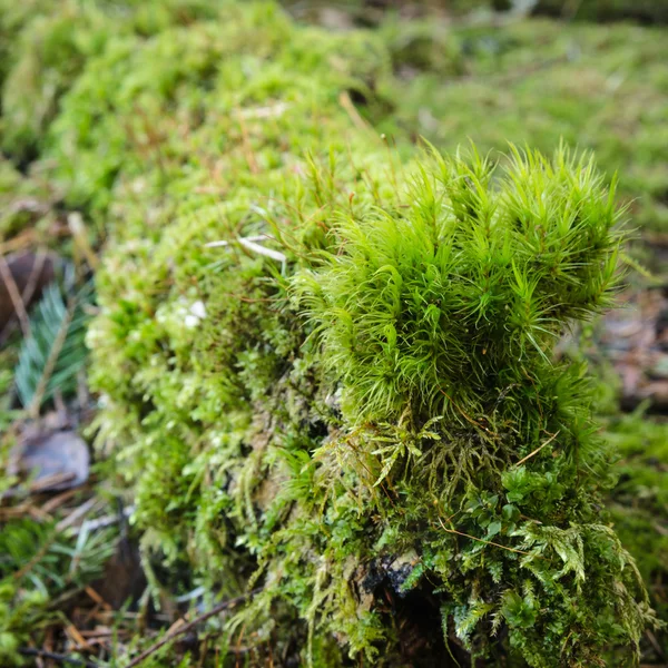 Snag acquired a moss, a close up — Stock Photo, Image