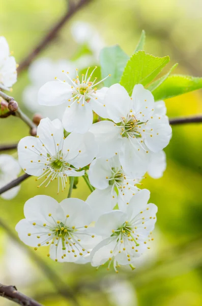 Blossoming branch of a cherry, close up — Stok Foto