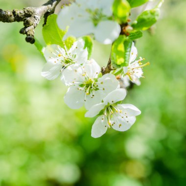 Blossoming branch of a cherry, close up. Note: Shallow depth of 