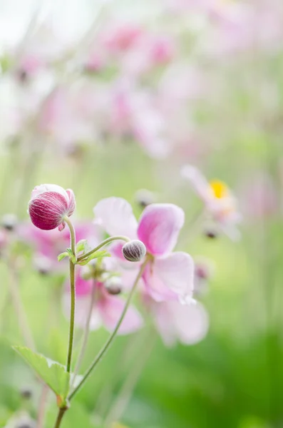 Fiori di anemone giapponesi in giardino, da vicino. Nota: Poco profondo — Foto Stock