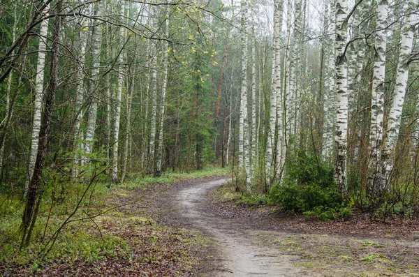 Neblige Frühlingslandschaft mit Fußweg im Wald — Stockfoto