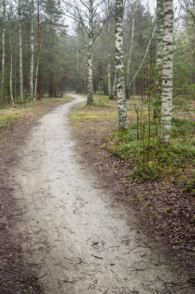 Mlha na jaře krajina s pěšina v lese — Stock fotografie