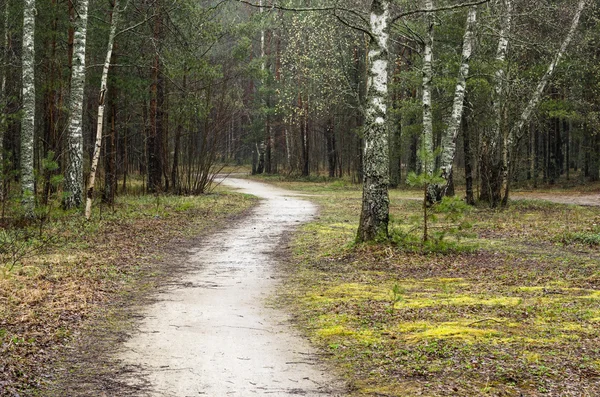Paesaggio primaverile appannato con sentiero nel bosco — Foto Stock