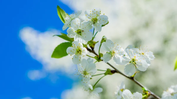 Blossoming branch of a cherry, close up. Note: Shallow depth of — 图库照片