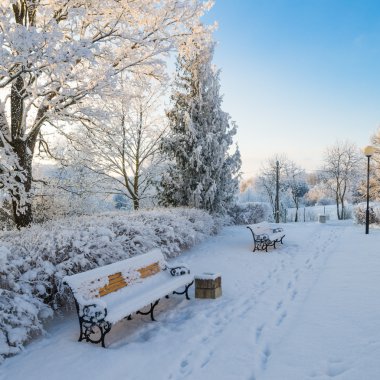 Güzel bir şehir parkı, ağaçlar buğdayla kaplı.