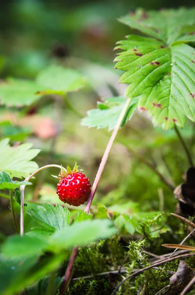 Ripe strawberries in the forest, close-up — Stock Photo, Image