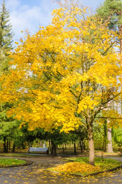 Esdoorn met gele bladeren in de herfst park — Stockfoto