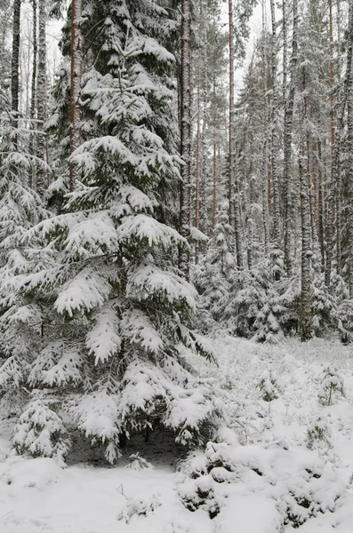 Winter sneeuw bedekte bomen. Viitna, Estland. — Stockfoto