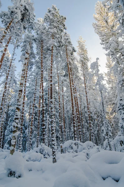 Winter snow covered trees against the blue sky. Viitna, Estonia. — Stock Photo, Image