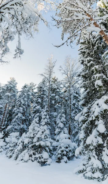 Wintersneeuw bedekt bomen tegen de blauwe hemel. viitna, Estland. — Stockfoto