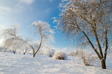 hoarfrost mavi gökyüzü ile kaplı ağaçlar