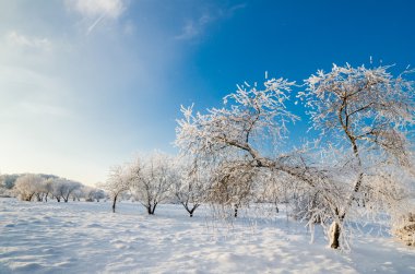 hoarfrost mavi gökyüzü ile kaplı ağaçlar