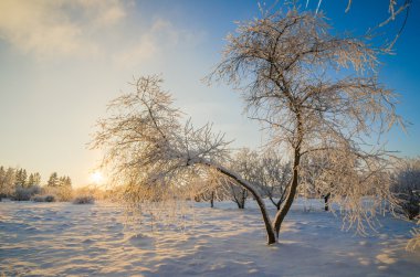 hoarfrost mavi gökyüzü ile kaplı ağaçlar