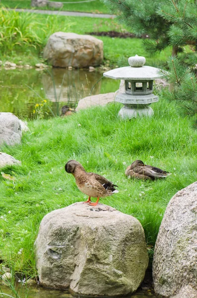 Kaczki na stawie w stylu japońskim — Zdjęcie stockowe