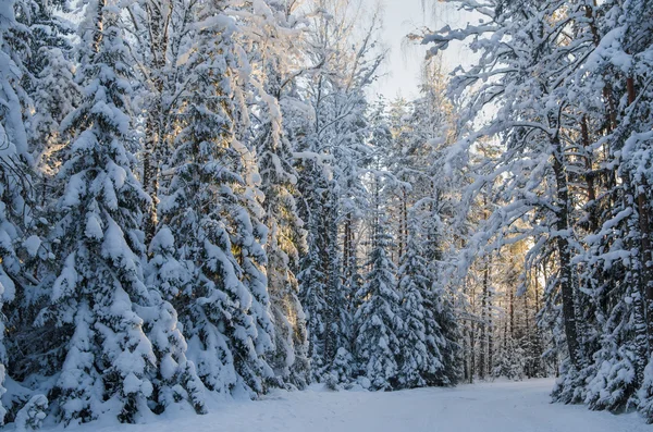 トウヒは冬の森の雪で覆われています。Viitna、エストニア. — ストック写真