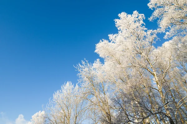 Topparna på träd täckta med rimfrost mot den blå himlen — Stockfoto