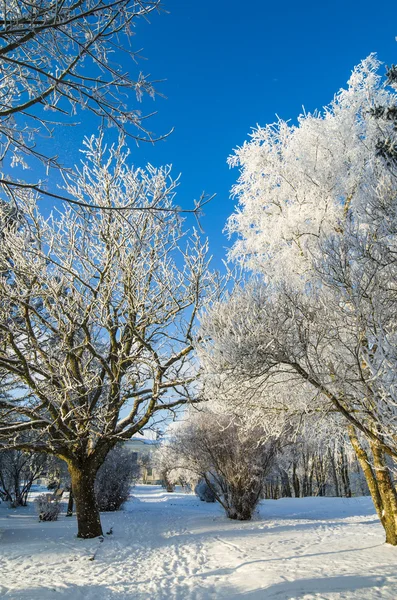 Nádherný městský park se stromy pokrytými chatrčí — Stock fotografie