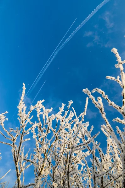 Topparna på träd täckta med rimfrost mot den blå himlen — Stockfoto