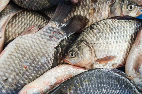 Bream close-up — Stock Photo, Image