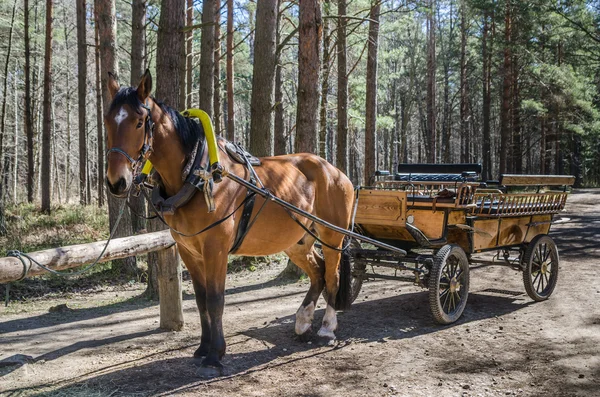Hästdragen vagn på nära håll — Stockfoto