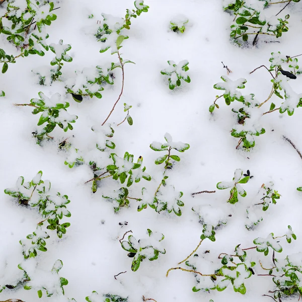 Snow-covered bushes cowberry — Stock Photo, Image