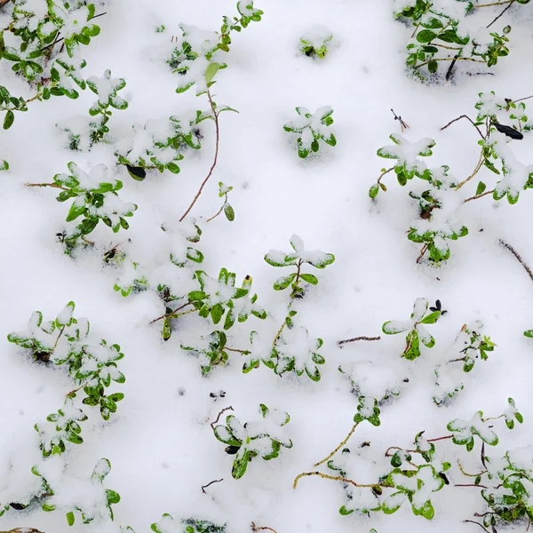 Χιονισμένο θάμνους cowberry Royalty Free Εικόνες Αρχείου