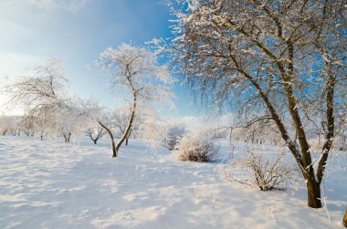 hoarfrost mavi gökyüzü ile kaplı ağaçlar