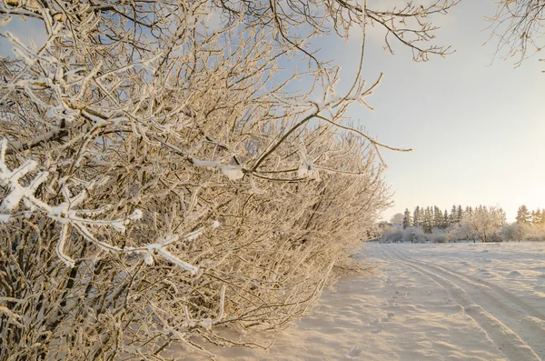 Hoarfrost mavi gökyüzü ile kaplı ağaçlar — Stok fotoğraf