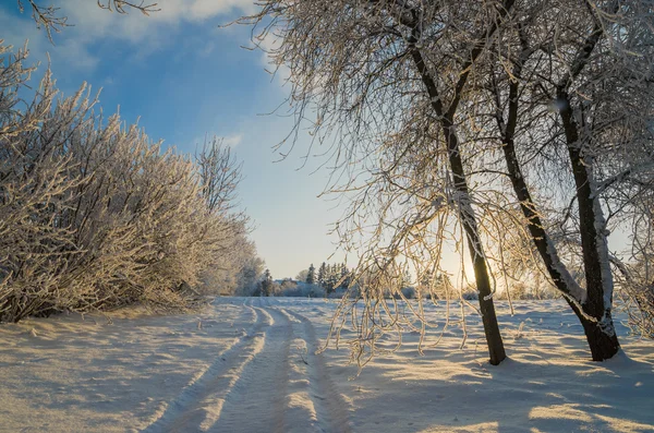 Träd täckta med rimfrost mot den blå himlen — Stockfoto