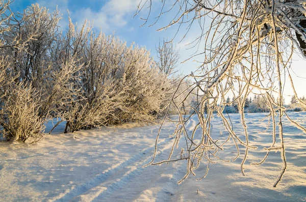 Träd täckta med rimfrost mot den blå himlen — Stockfoto