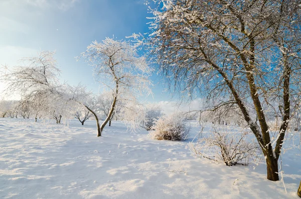 树木覆盖着白霜对蓝蓝的天空 — 图库照片