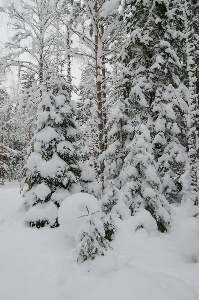 冬の雪は木を覆っていた。エストニアのヴィイトナ. — ストック写真