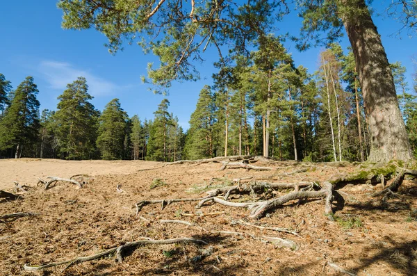 Paesaggio primaverile in un bosco baltico — Foto Stock