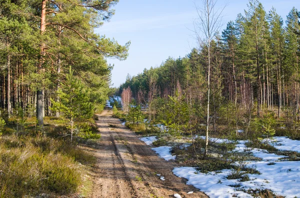 Spring landscape with forest road — Stock Photo, Image