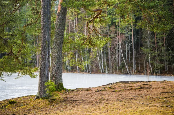 Paesaggio primaverile al lago di legno — Foto Stock