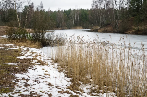 Frühlingsmarsch Landschaft am Waldsee — Stockfoto