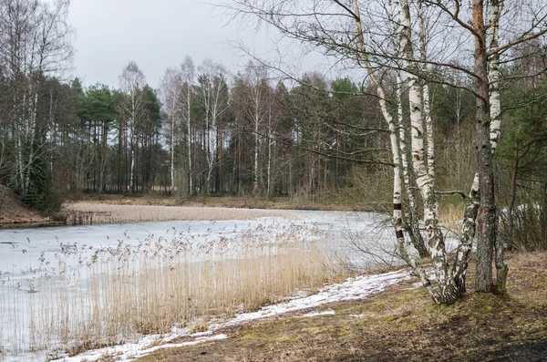 Våren mars landskap på wood lake — Stockfoto