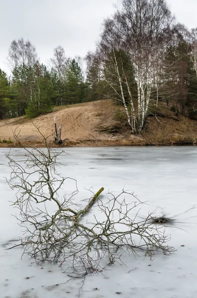 Frühlingsmarsch Landschaft am Waldsee — Stockfoto