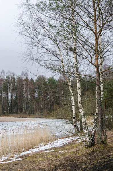 Frühlingsmarsch Landschaft am Waldsee — Stockfoto