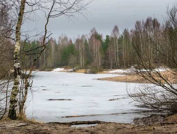 Весняний марш пейзаж на лісовому озері — стокове фото