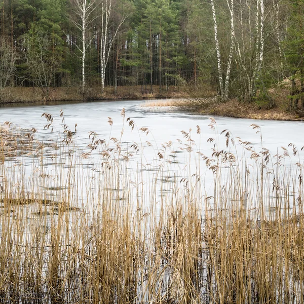 Spring March landscape at wood lake — Stock Photo, Image