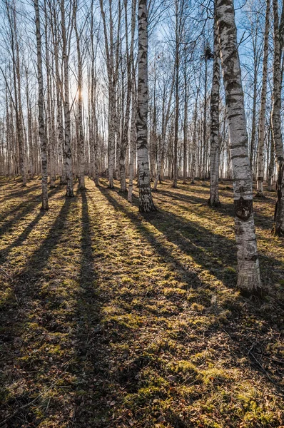 Mattina soleggiata di primavera in foresta di betulla — Foto Stock