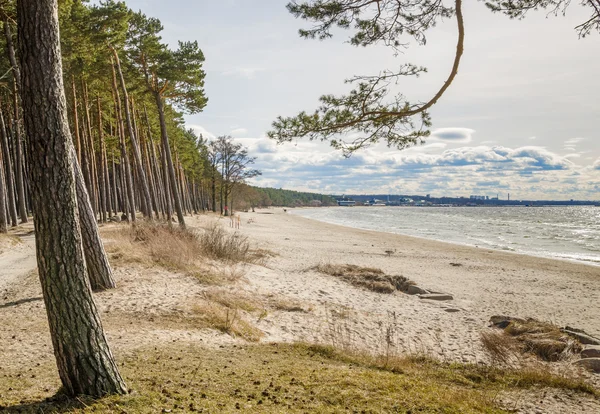Coast of Baltic sea, a sunny day — Stock Photo, Image