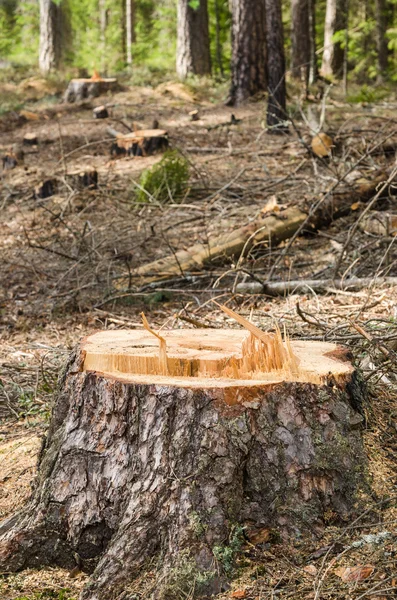 Pine stump after deforestation, close-up — Stock Photo, Image