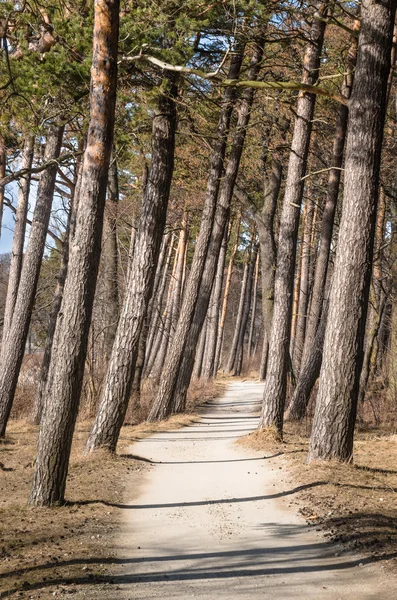 松树生长在波罗的海海岸上 — 图库照片