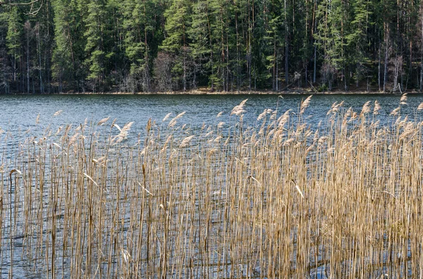 Lentelandschap bij houtmeer — Stockfoto