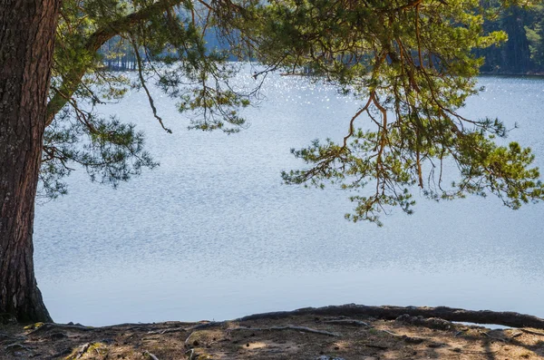 Paesaggio primaverile al lago di legno — Foto Stock