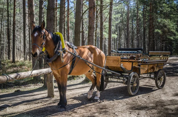 Transporte puxado a cavalo em close-up — Fotografia de Stock