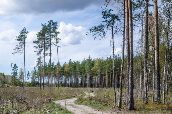 Strada di campagna il leader attraverso un bosco — Foto Stock